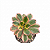 Suculenta Aeonium Sumburst pote 9 - Imagem 1