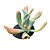 Planta Suculenta Kalanchoe Oricula pt 11 - Imagem 1