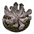 Echeveria Topsy Debbie/Echeveria Cupido pt 11 - Imagem 1