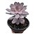 Suculenta Echeveria Superbum pt 11 - Imagem 1