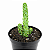 Peperomia Columella - pote 9 - Imagem 1