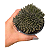 Suculenta Sinocrassula Yunnanensis - Imagem 1