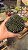 Suculenta Sinocrassula Yunnanensis - Imagem 2