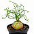 Bowiea Volubilis -Cebola Ornamental -Cebola Trepadeira - Imagem 1