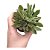 Suculenta Aeonium Ballarine - Imagem 1