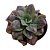 Suculenta Echeveria Baron Bold/exótica/rara - Imagem 1