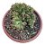 Cacto Euphorbia Cristata pote 18 (grande) - Imagem 3