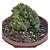 Cacto Euphorbia Cristata pote 18 (grande) - Imagem 2