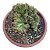 Cacto Euphorbia Cristata pote 18 (grande) - Imagem 1