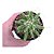 Leuchtenbergia principis – Cacto Agave pote 9 - Imagem 2