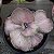 Suculenta Echeveria Only One cuia 15 - Imagem 2