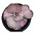 Suculenta Echeveria Only One cuia 15 - Imagem 1