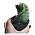 Cacto Cereus peruvianus tortuosus (cacto-espiral) - Imagem 1