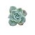 Suculenta Echeveria Lovely Rose - Reversa - Imagem 1