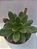 Planta Suculenta Echeveria Singrila - Imagem 1