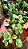 Planta Dólar Variegata (Plectranthus verticillatus) - Imagem 1