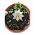 CACTO ASTROPHYTUM CAPRICORNE V. MAJOR - Imagem 1