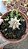 CACTO ASTROPHYTUM CAPRICORNE V. MAJOR - Imagem 2