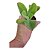 kit com 20 suculentas para Lembrancinhas/Terrarios /Cultivar - Imagem 2