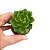 kit com 20 suculentas para Lembrancinhas/Terrarios /Cultivar - Imagem 6