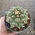Cacto Astrophytum asterias cv. 'Kikko (importado) - Imagem 2