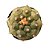 Cacto Astrophytum asterias cv. 'Kikko (importado) - Imagem 1