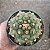 Cacto Astrophytum asterias cv. 'Kikko (importado) - Imagem 4