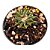 Ariocarpus kotschoubeyanus Var. Elephantidens (Raríssimo) - Imagem 1
