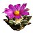 Ariocarpus kotschoubeyanus Var. Elephantidens (Raríssimo) - Imagem 2