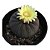 Fraleia Castanea (pequena) - Imagem 1