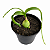Albuca Bracteata Cebola Grávida – Exótica Pote 9 cm - Imagem 1