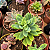 Suculenta Echeveria Golden Glow - Imagem 2