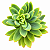 Suculenta Echeveria Golden Glow - Imagem 1