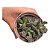 Suculenta Patinha de Tartaruga/Adromischus Cooperi - Imagem 1