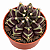 Gymnocalycium híbrido de Daydream - Colecionável - Imagem 1