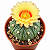 Cacto Astrophytum Asterias– Colecionável - Imagem 2