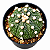 Cacto Astrophytum Asterias– Colecionável - Imagem 1