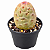 Cacto Tephrocactus Geometricus-Super Raro e Colecionável - Imagem 2