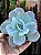 Planta Suculenta Echeveria Gila - Imagem 2