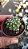 Cacto Echinopsis Subdenudata /Domino  – Pote 6 (pequeno) - Imagem 3