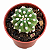 Cacto Echinopsis Subdenudata /Domino  – Pote 6 (pequeno) - Imagem 4