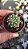 Cacto Echinopsis Subdenudata /Domino  – Pote 6 (pequeno) - Imagem 2