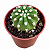 Cacto Echinopsis Subdenudata /Domino  – Pote 6 (pequeno) - Imagem 1