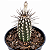 Cacto Echinopsis Mirabilis Pote 9 - Imagem 1