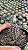 Cacto Echinopsis Mirabilis Pote 9 - Imagem 3