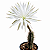 Cacto Echinopsis Mirabilis Pote 9 - Imagem 2