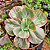 Suculenta Katella Variegata – Rara e Colecionável - Imagem 2