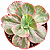 Suculenta Katella Variegata – Rara e Colecionável - Imagem 1