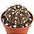 Cacto Gymnocalycium ragonesei  Raro e Colecionavel - Imagem 2