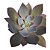 Planta Suculenta Echeveria Afterglow Pote 11 - Imagem 1